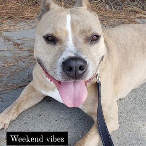 Meet your Posher, Dylan